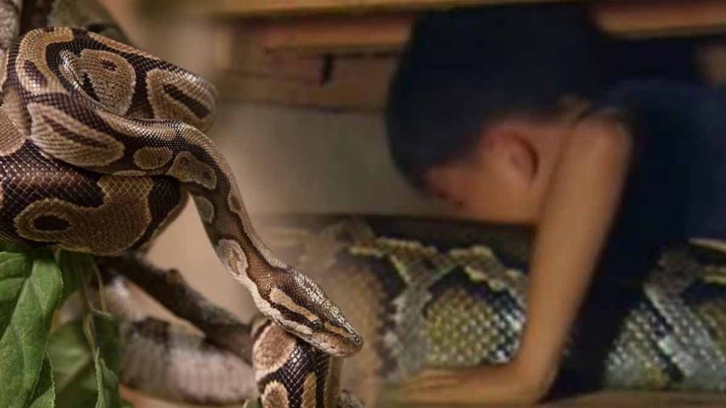 Un enfant élevé avec un python pendant plus de 10 ans : lattaque qui a tout bouleversé