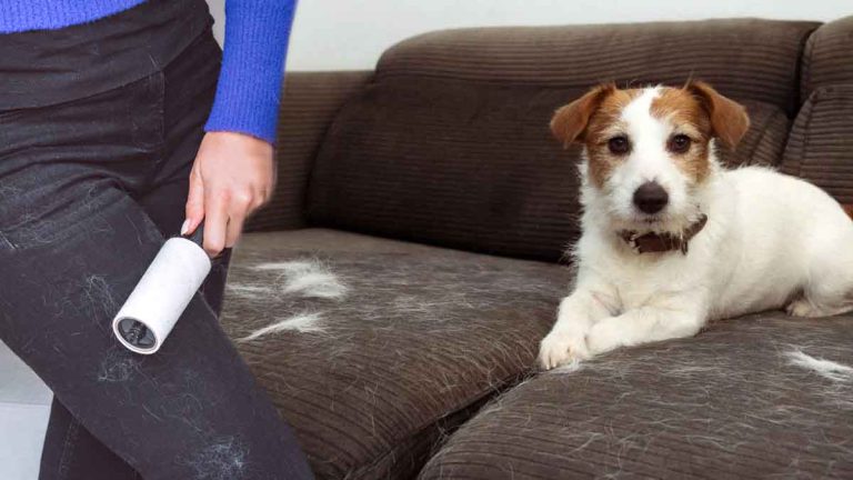 5 astuces pour nettoyer une bonne fois pour toutes les poils de chiens et chats chez vous