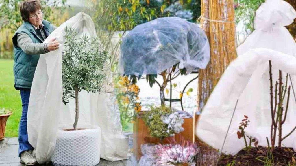 Froid et gelées : voici comment bien protéger votre jardin et vos plantes