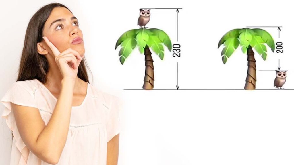 Défi mathématique : pouvez-vous calculer la hauteur du hibou et de l’arbre en 10 secondes chrono ?
