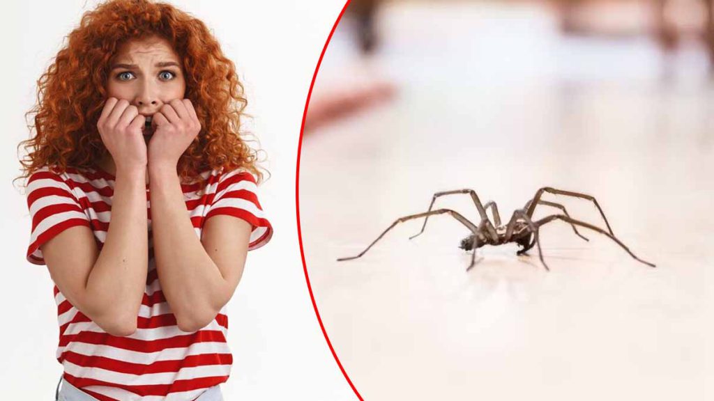 Éloignez les araignées de votre maison avec ces puissants répulsifs naturels