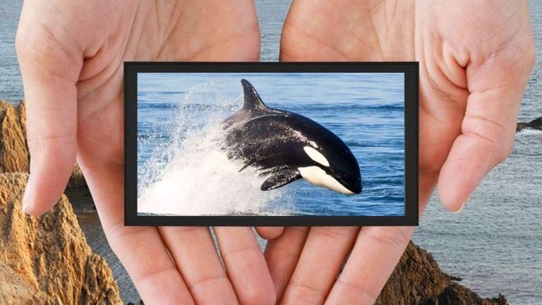 Dauphins, orques : cette évolution irréversible qui les éloigne à jamais de la terre ferme