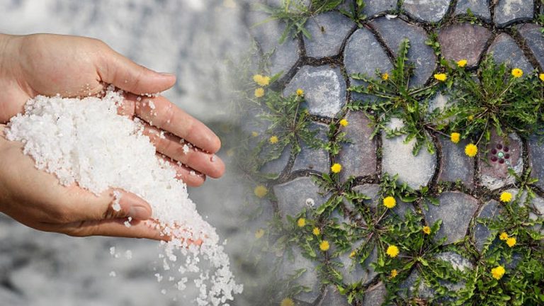 Comment créer un désherbant ultra-efficace avec du sel ?