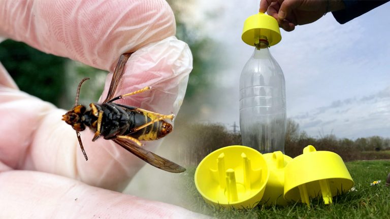 Frelon asiatique : un Français crée un piège génial à fabriquer en 5 minutes