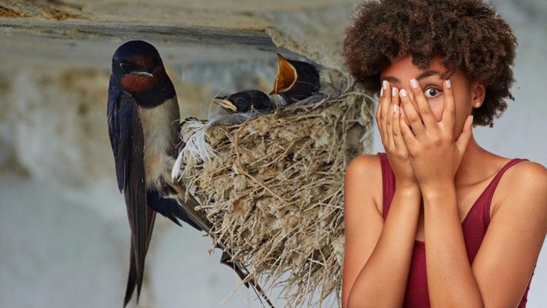 Enlever un nid d’oiseau peut vous coûter jusqu’à 15 000 € d’amende — attention aux hirondelles et rouges-gorges
