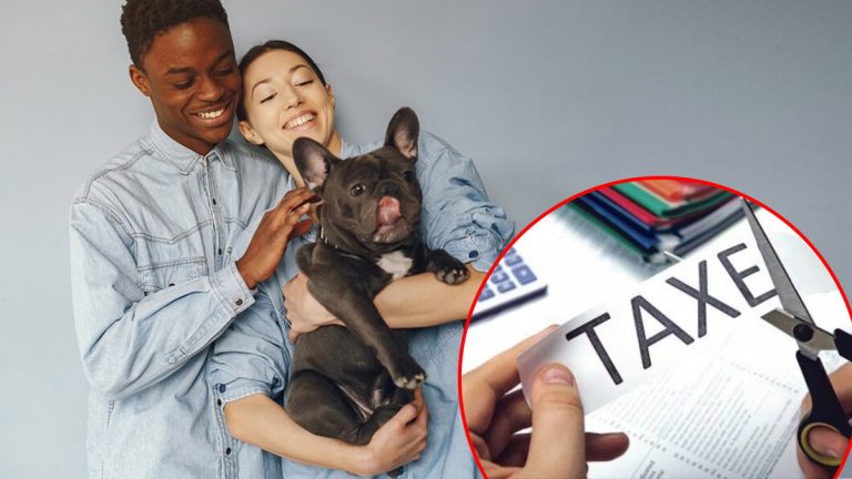 Une taxe sur les animaux de compagnie en 2026 : 100 € pour un chien et 80 € pour un chat