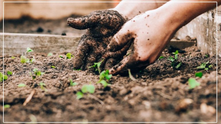 Cette astuce de jardinage à réaliser en avril est le secret pour des récoltes florissantes et des plantes à l'abri des maladies cet été !