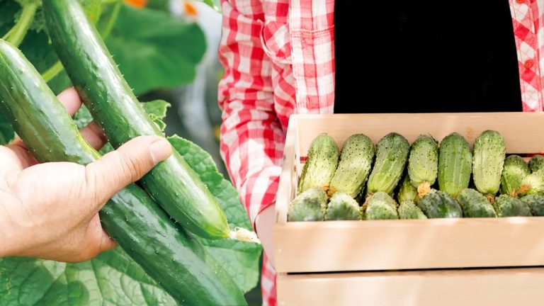 Concombres au potager : le bon moment et les bonnes méthodes pour une récolte abondante !