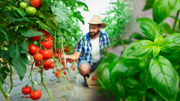Cultivez cette herbe aromatique à proximité de vos tomates : vos récoltes seront plus parfumées, savoureuses et à l’abri des parasites !