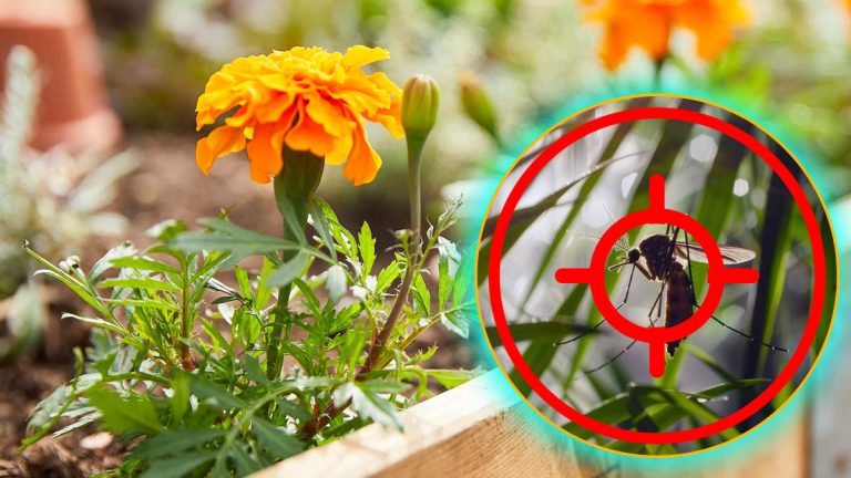 Dites stop aux moustiques : cette fleur à planter d’urgence est plus puissante que la citronnelle !