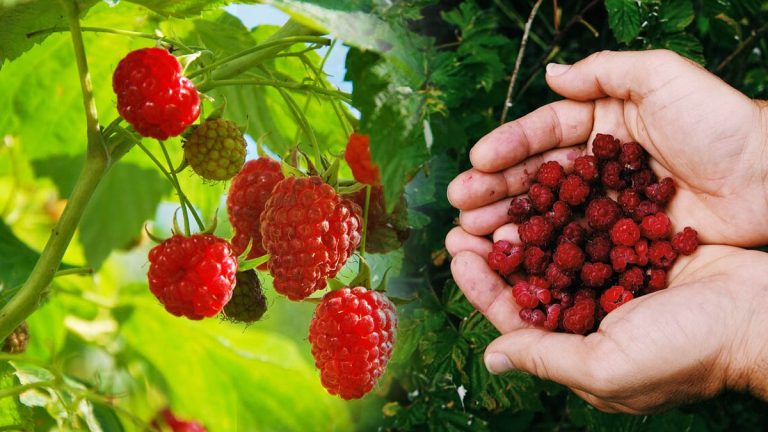 Ce fruit oublié à semer en avril qui vous offre des baies délicieusement sucrées dès la première année