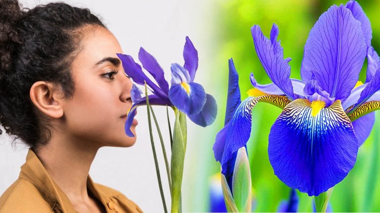 Boostez vos iris ce printemps avec ces astuces ultra simples pour une explosion de couleurs !