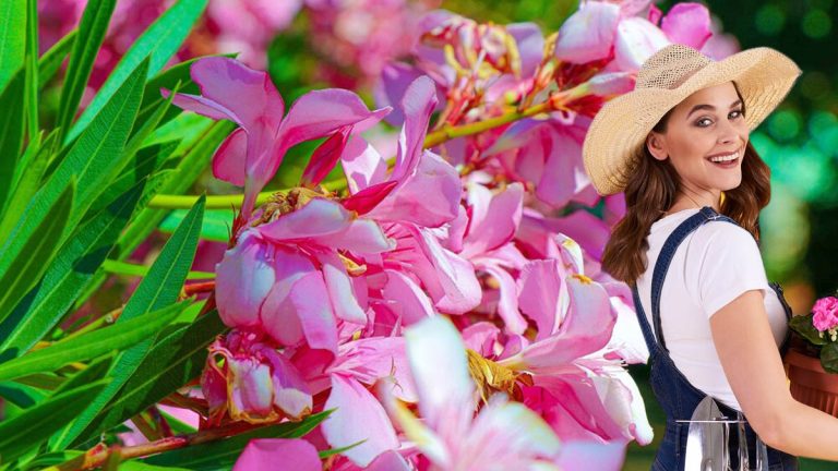Laurier-rose : comment le chouchouter pour une floraison estivale réussie ?