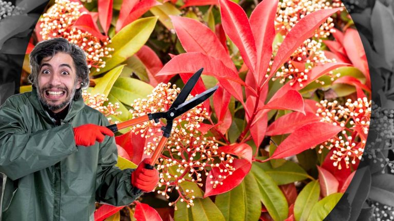 Haie de photinias : quand tailler et comment pour un rendu dense et éclatant toute l'année