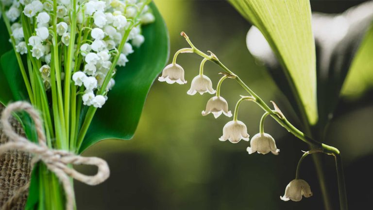 Muguet : cultivez-le dès maintenant pour une floraison éclatante à chaque printemps, juste avant le 1er mai !