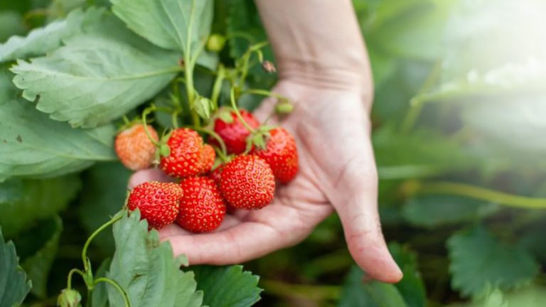 Le secret pour multiplier par 3 vos fraises dès les premiers beaux jours avec un ingrédient naturel que vous avez sûrement chez vous !