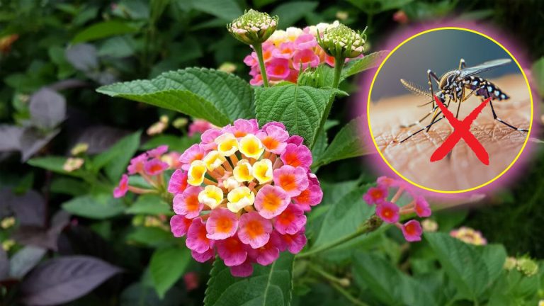 Voici une fleur mystérieuse aux couleurs explosives qui repousse les moustiques, sans effort !