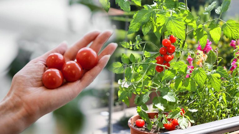 Vous n’avez pas de jardin ? Découvrez comment faire pousser des tomates cerises sur votre balcon !