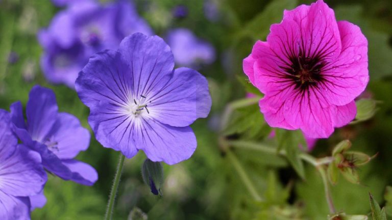 Zéro entretien, fleurs en abondance : cette plante vivace revient chaque année pour embellir votre balcon !