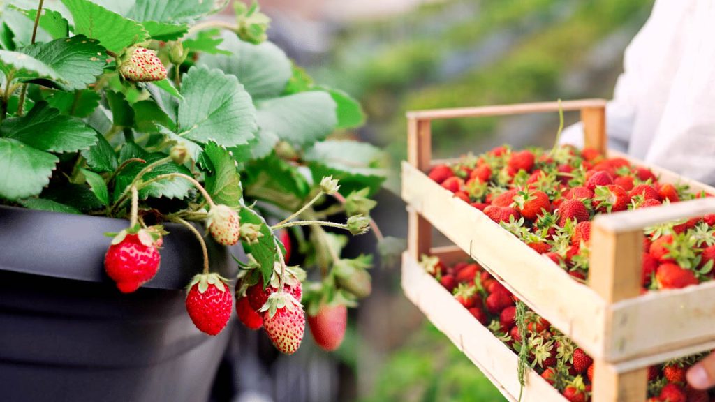 5 types de fraises simples à faire pousser sur votre balcon (même si vous n'avez aucune expérience)