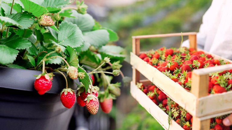 5 types de fraises simples à faire pousser sur votre balcon (même si vous n'avez aucune expérience)