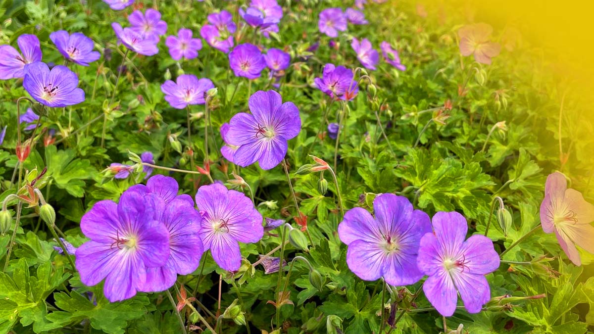 N’oubliez pas de planter ces 5 vivaces en mai : elles feront briller votre jardin année après année