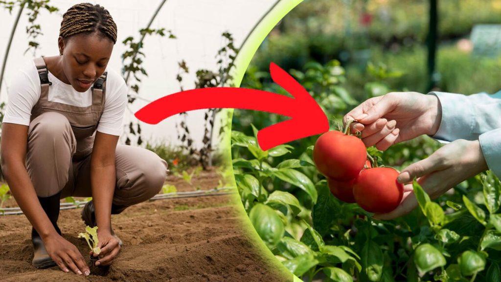 À quel moment faut-il semer les tomates pour une récolte abondante en 2025 ?