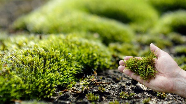 Adieu la mousse sur la pelouse : voici les remèdes naturels de grand-mère à privilégier !