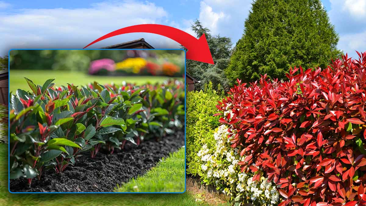 Boostez la croissance de vos photinias : les astuces inratables des jardiniers pour une haie spectaculaire en peu de temps !