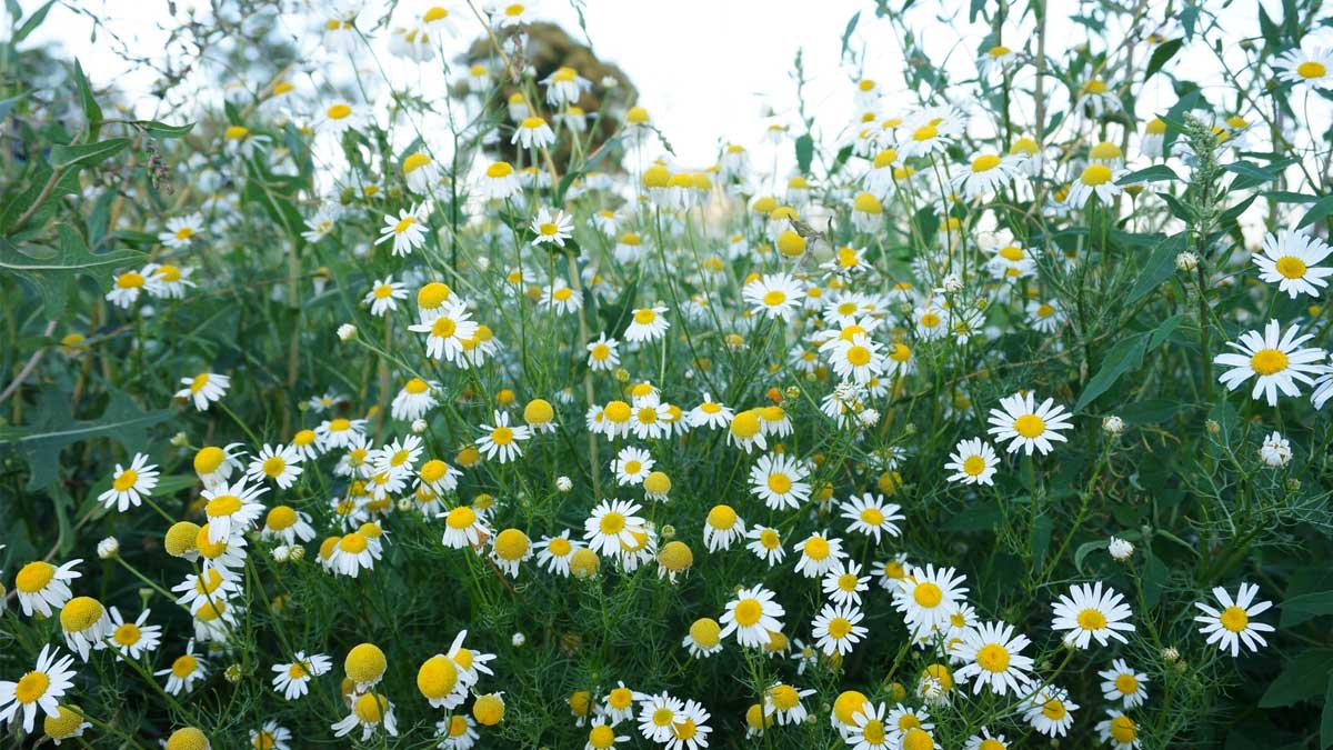 Les pâquerettes apportent de la couleur à votre pelouse, mais leur présence est surtout un signal d’alerte : votre jardin a besoin d’aide.