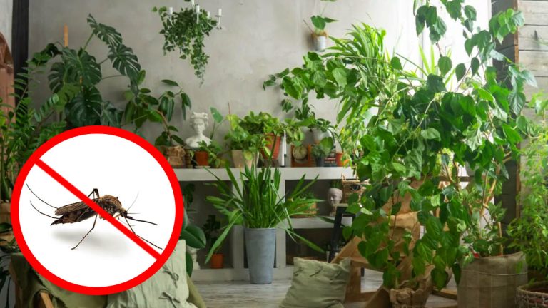 C’est confirmé : cette plante est à bannir de chez vous ! C’est un véritable aimant à moustiques