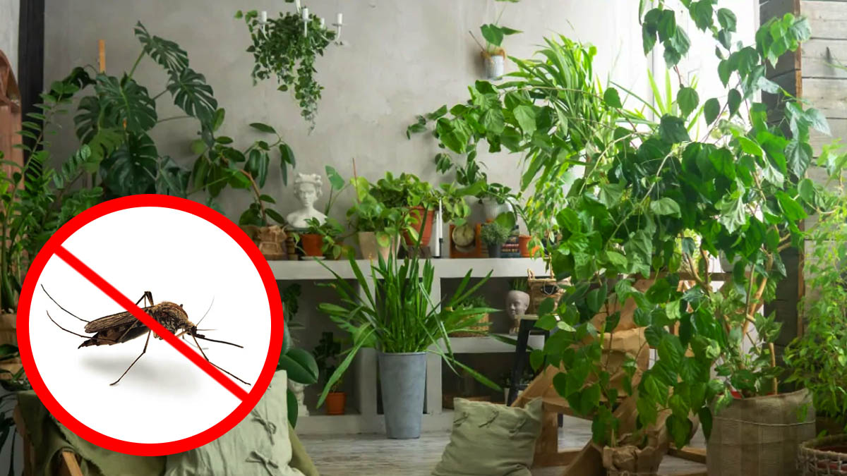 C’est confirmé : cette plante est à bannir de chez vous ! C’est un véritable aimant à moustiques