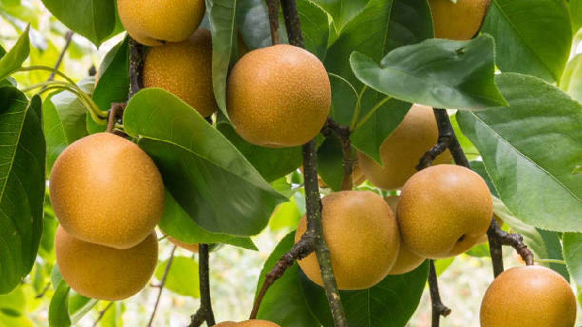 Cet arbre fruitier peu connu est ultra productif : il propose des fruits à foison avec un minimum d’entretien