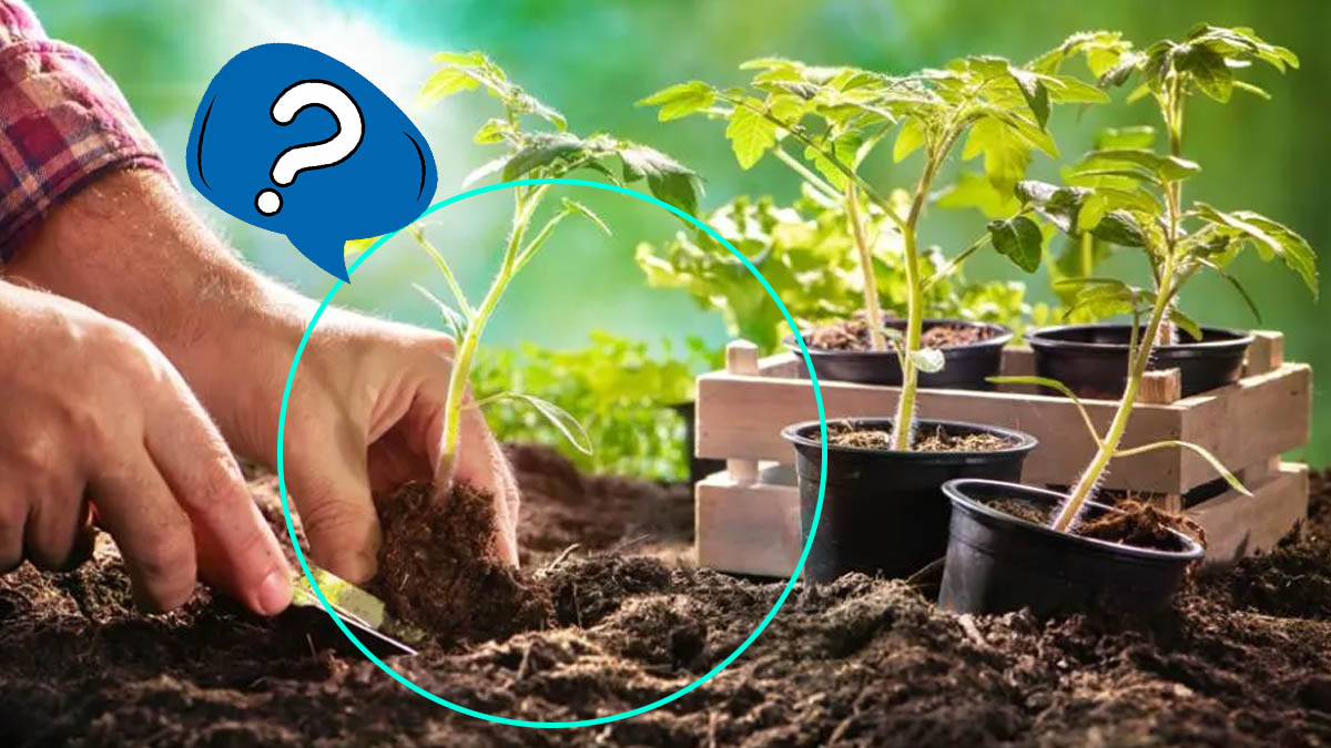 Cet engrais traditionnel et souvent mis de côté par les jardiniers est un allié précieux pour vos tomates