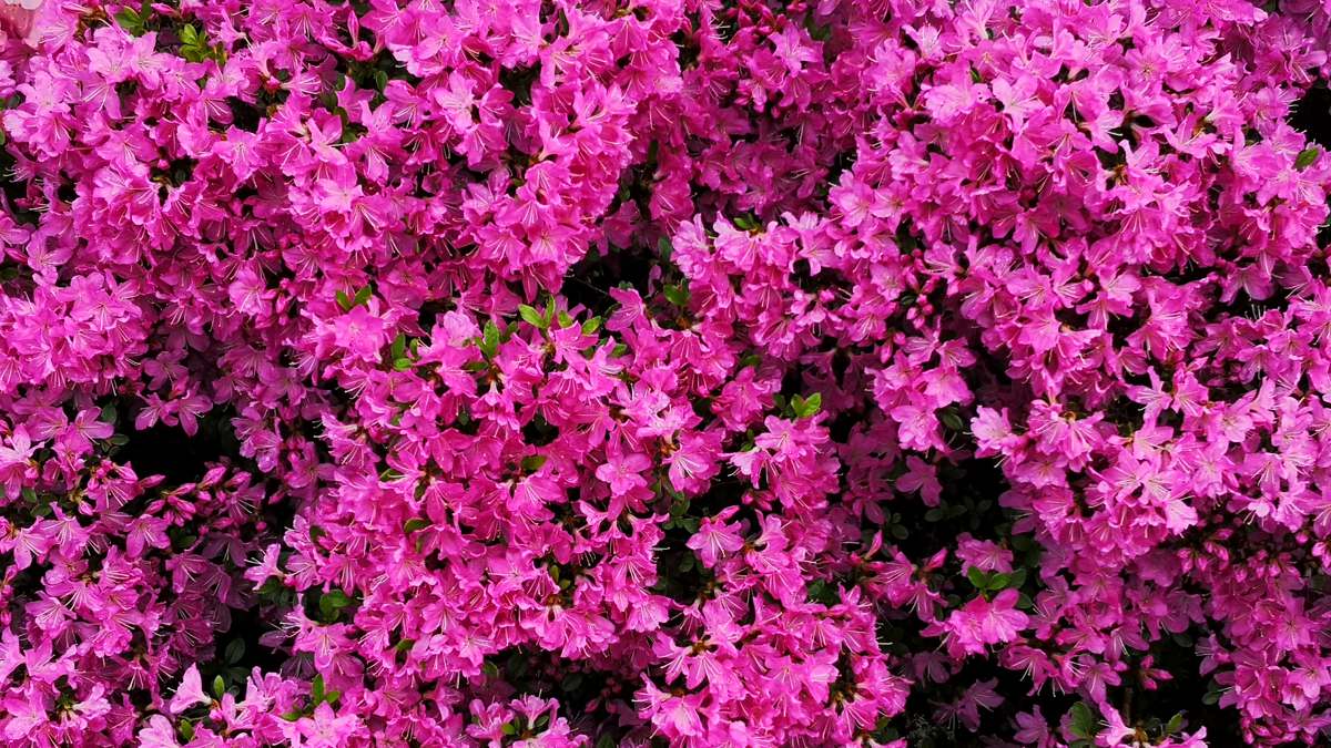 Cette plante résistante est idéale pour se protéger du vis-à-vis avec élégance tout en sublimant votre jardin