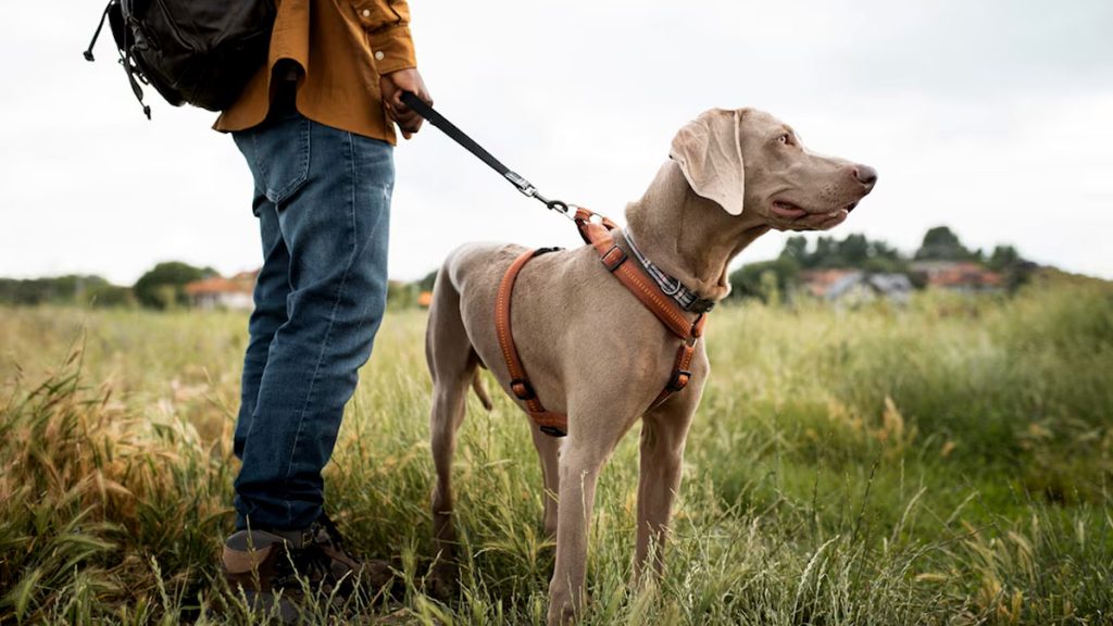 Sécurité sociale : et si votre chien-guide bénéficiait d’un remboursement comme un traitement ?
