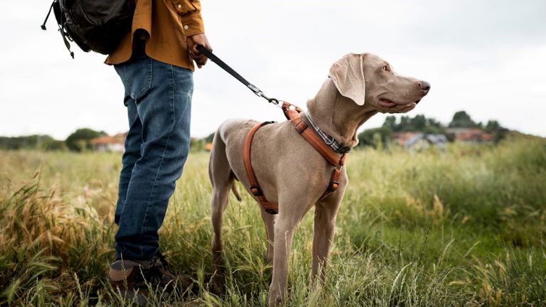 Sécurité sociale : et si votre chien-guide bénéficiait d’un remboursement comme un traitement ?