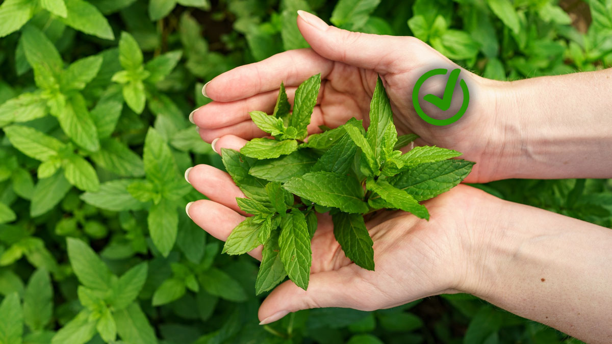 J’ai trouvé la meilleure méthode pour cultiver de la menthe fraîche toute l’année.