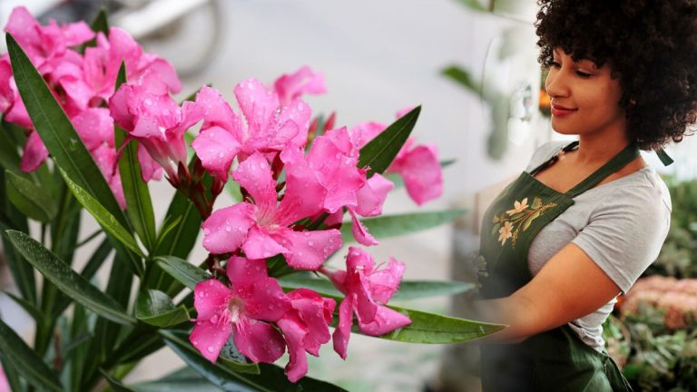 Comment tailler un laurier rose en pot pour qu'il s'épanouisse ?