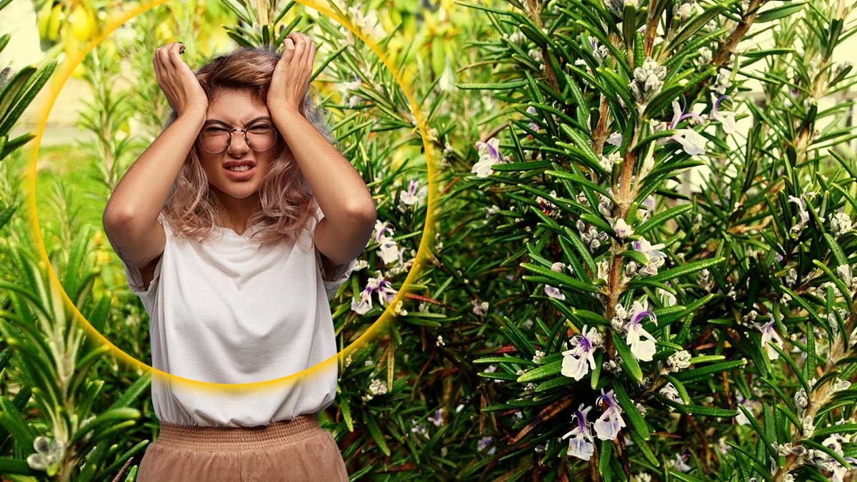 Découvrez comment préparer cette plante naturelle qui apaise le stress et renforce la concentration
