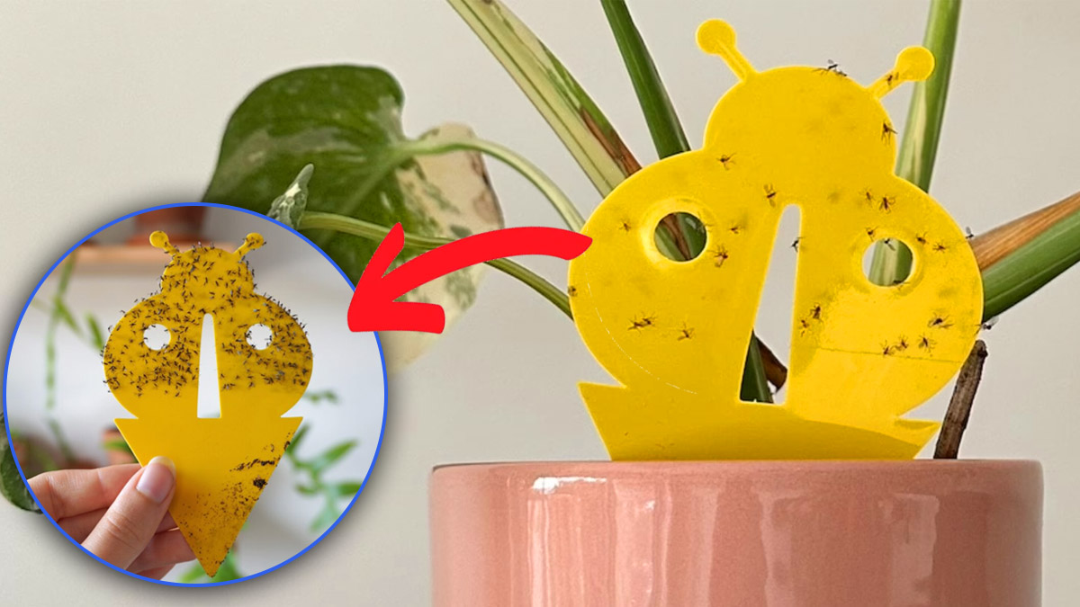 Des gestes simples et efficaces pour dire adieu aux moucherons qui attaquent vos plantes d’intérieur