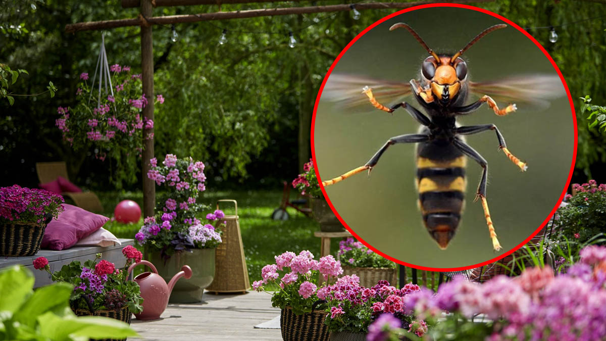 Dites adieu aux frelons asiatiques grâce à cette plante répulsive à cultiver dans votre jardin !
