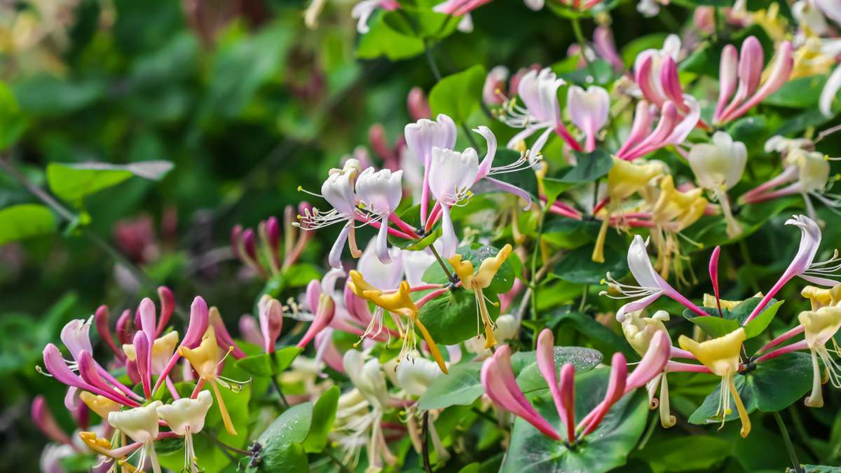 Elle grandit rapidement, comble les vis-à-vis et diffuse un parfum envoûtant : découvrez la plante grimpante star à avoir chez soi !