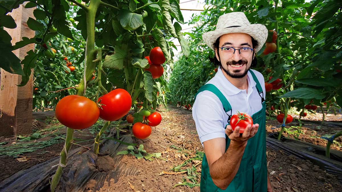 Elles poussent sans effort même pour les novices : 4 variétés de tomates qui cartonnent au potager