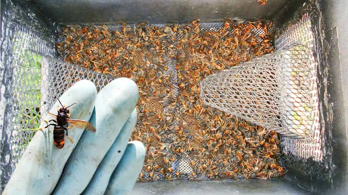 Eureka (Jabeprode) : c’est le piège à frelons asiatiques le plus performant du marché