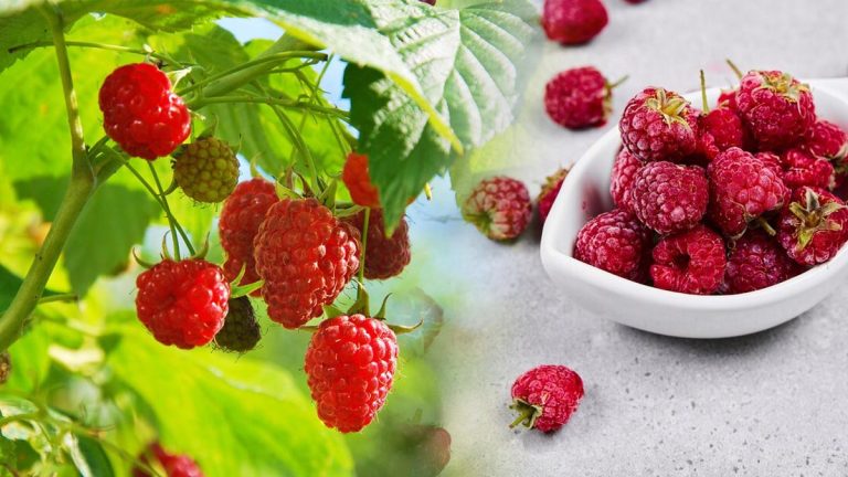 Faites ce geste simple qui transforme votre framboisier en véritable trésor du jardin !