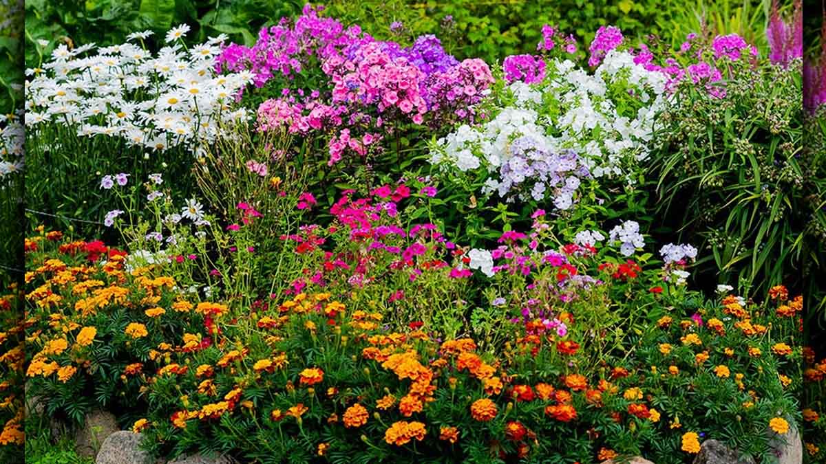 Floraison continue : cette plante méconnue fait rayonner les jardins de mai à octobre