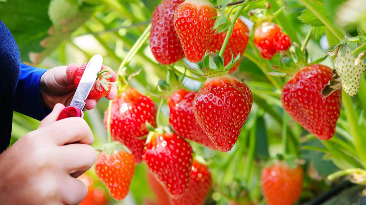 Fraises aux saveurs intenses : la méthode secrète pour sublimer leur goût sans engrais ni produits chimiques