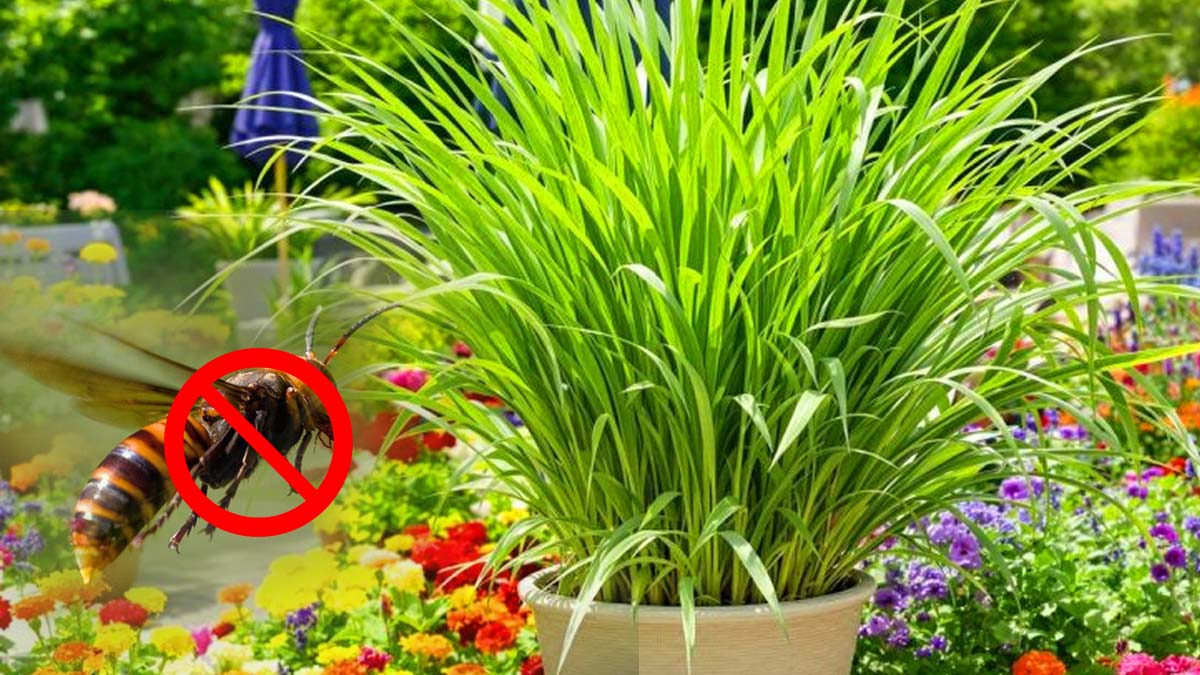 Frelons asiatiques : la plante magique à adopter pour les faire fuir grâce à son odeur puissante