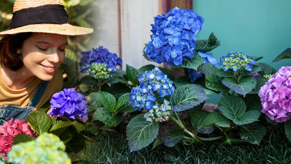 Hortensias : ce geste secret transforme leur couleur du rose au bleu en un rien de temps